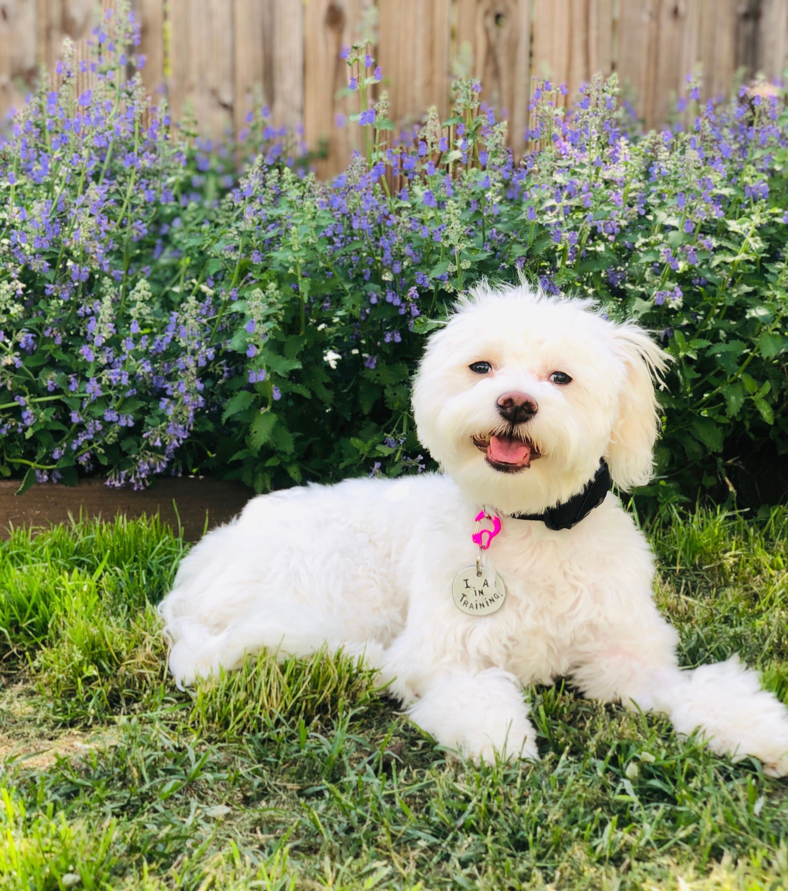 Olive Therapy Dog in Training for Psychological Support